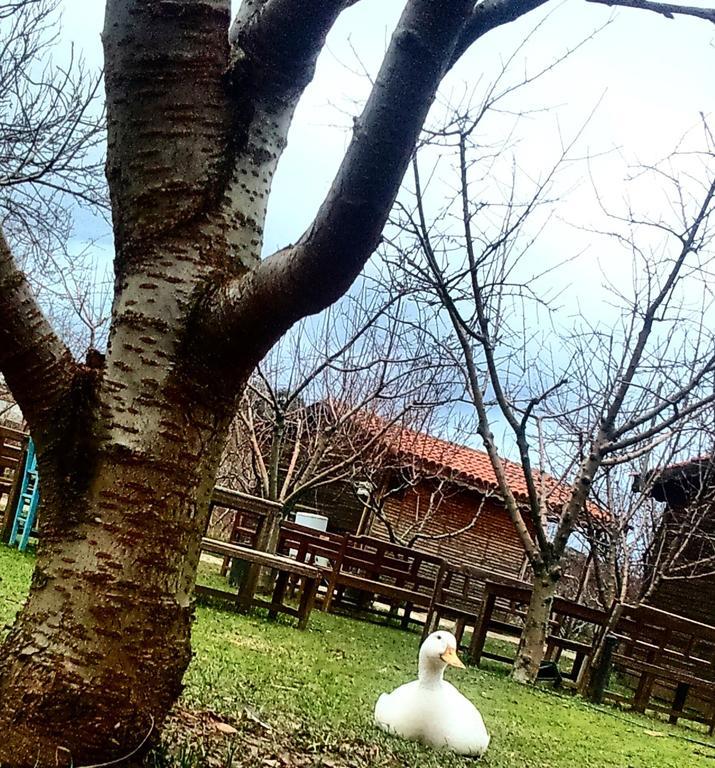 Salkim Konak Ve Agac Evler Guest House Селчук Екстериор снимка